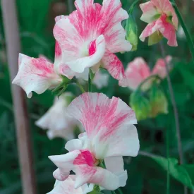 Mr Fothergill's Sweet Pea Mayflower 400
