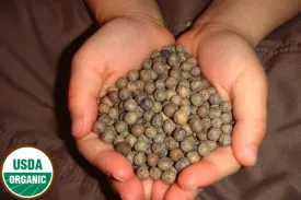 Organic Pea Seed