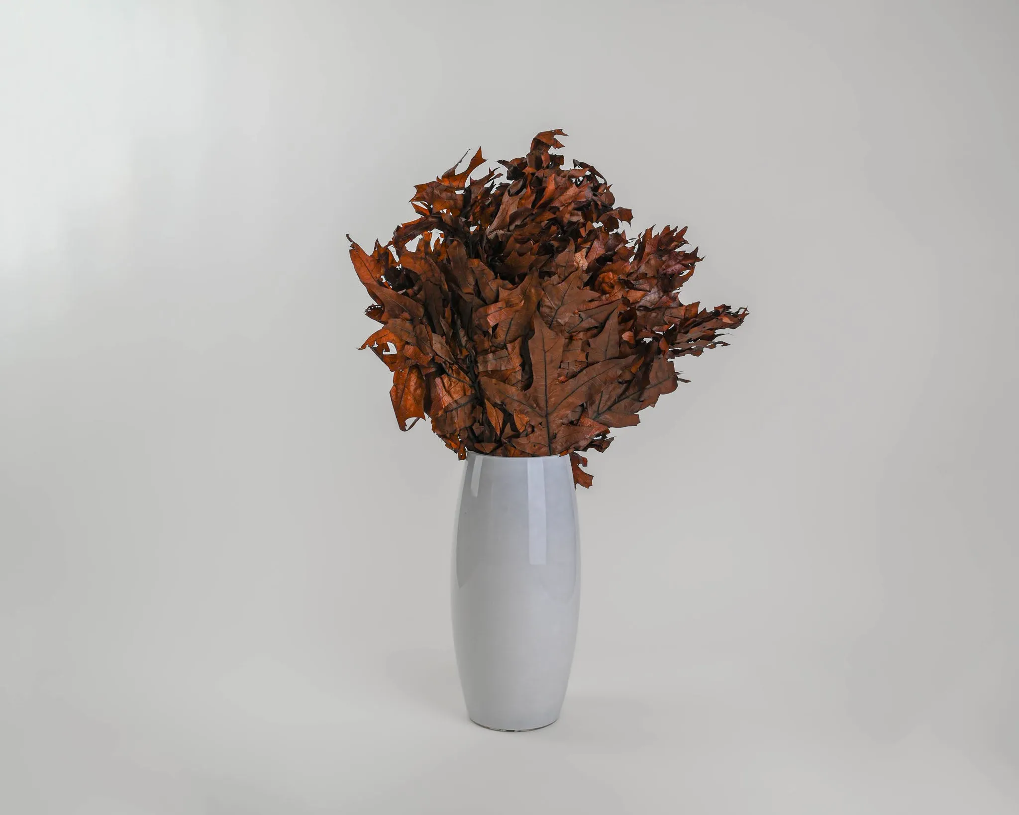 Preserved Chocolate Oak Leaves