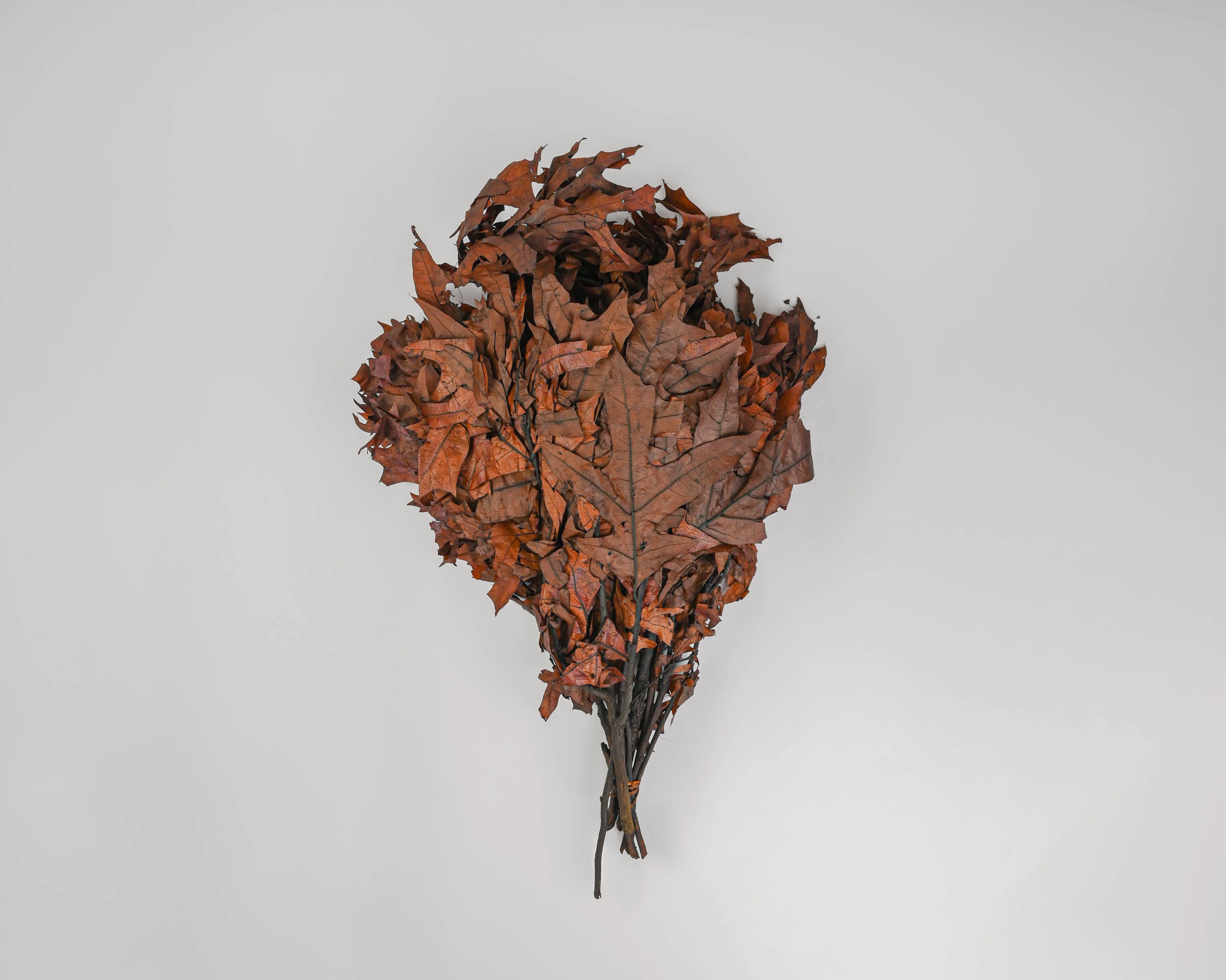 Preserved Chocolate Oak Leaves