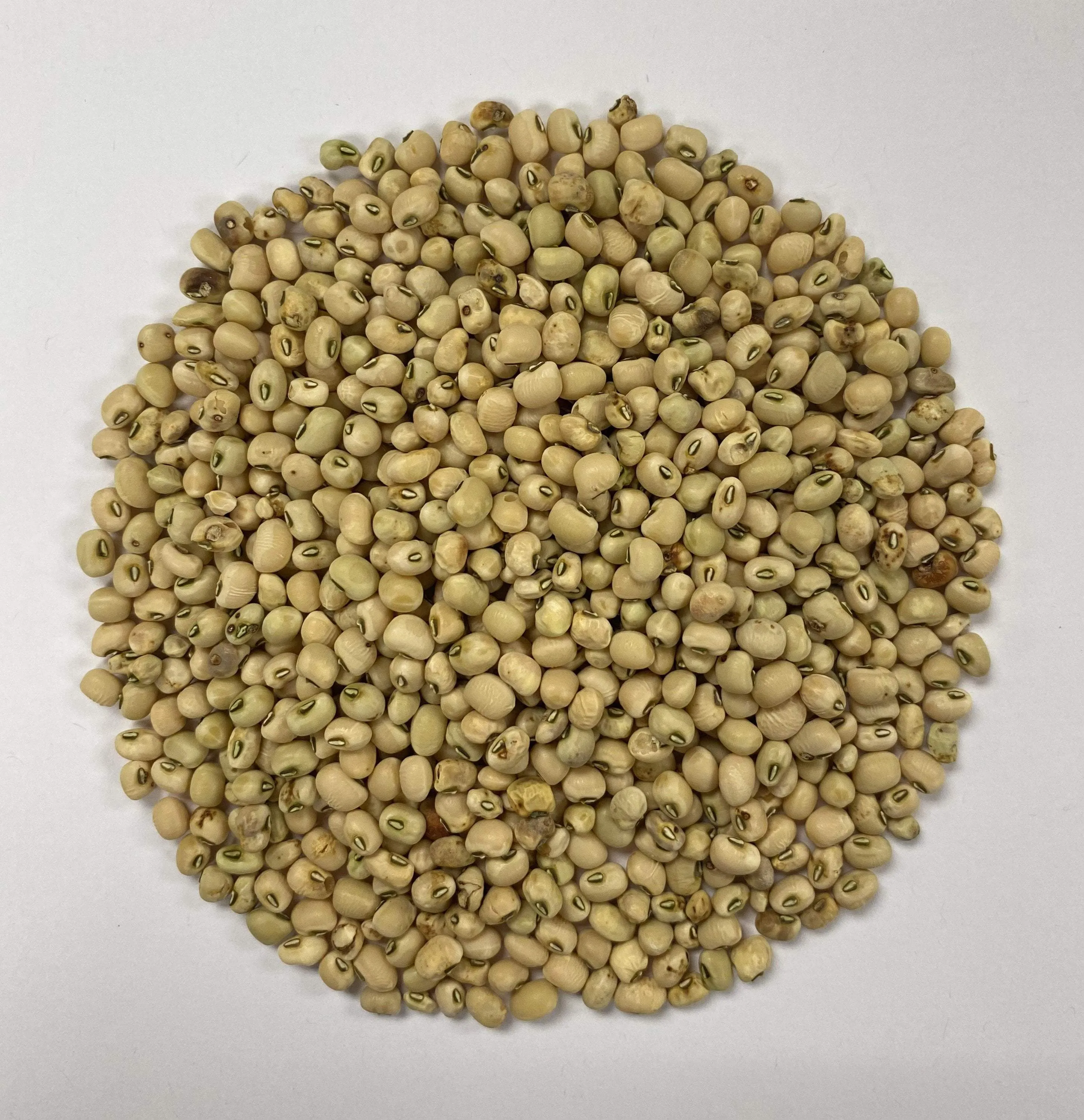 Southern Pea Seeds - White Rice